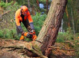 Tree and Shrub Care in Vienna, WV