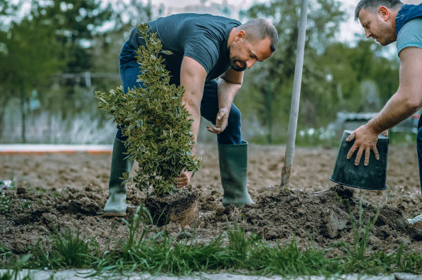 Trusted Vienna, WV Tree Services Experts